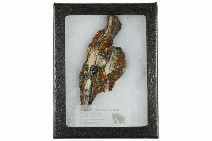 Mammoth Molar Slice with Case - South Carolina #180539